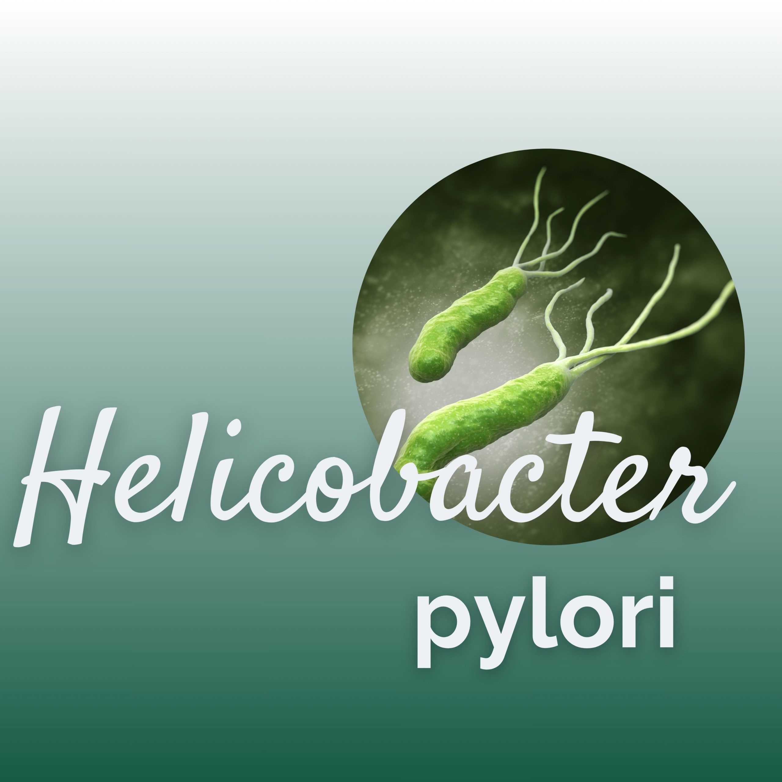 Helicobacter